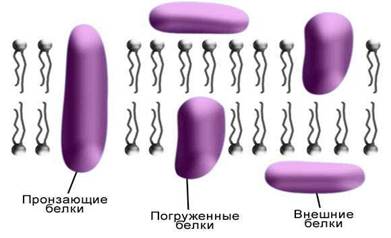 Зовнішня поверхня плазмалеми