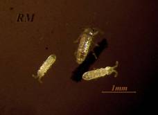 Ногохвостки (Collembola, Podura)