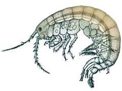 Бокоплав озерний (Gammarus lacustris).