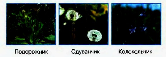 Растения