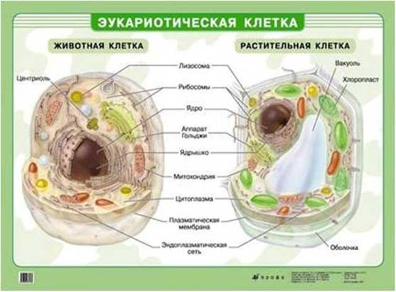 Порівняння будови животної та рослинної клітин