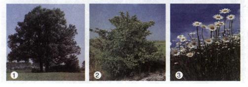 Файл:Мал. 16. Життєві форми рослин- 1 - дерева; 2 - кущі; 3 - трави.jpg