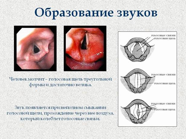 Образование звуков