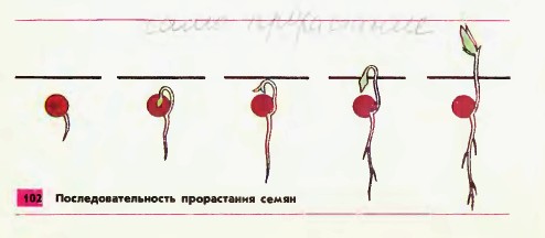 Прорастание семян
