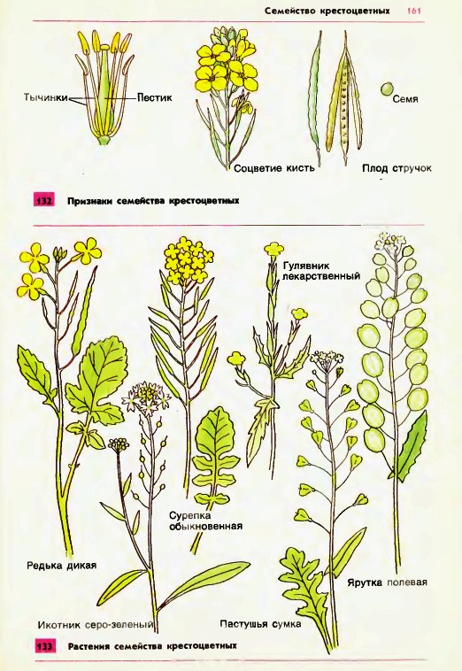 Семейство крестоцветных