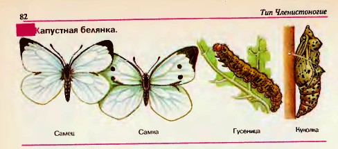 Капустница