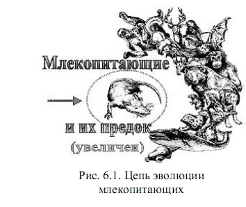 млекопитающие