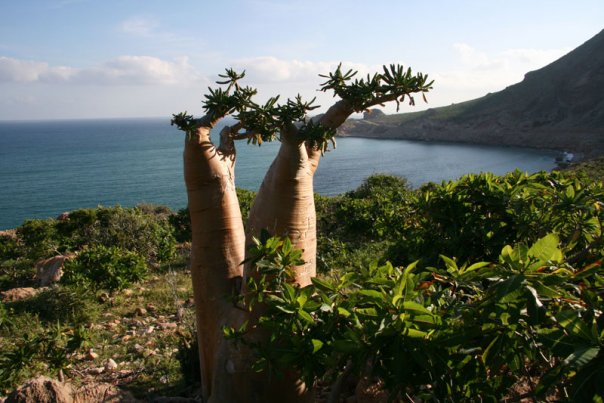 Пляшкові дерева