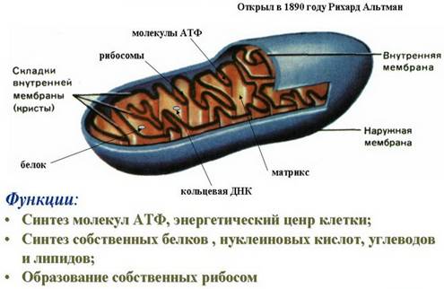 Bio10 19 7.jpg