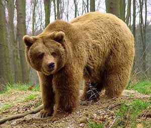 Bear.jpg