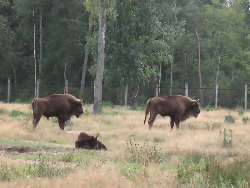 Зубри на території Біловезької Пущі