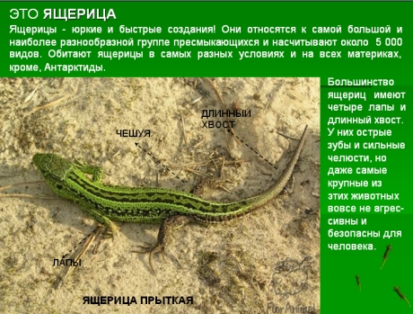 ящірка