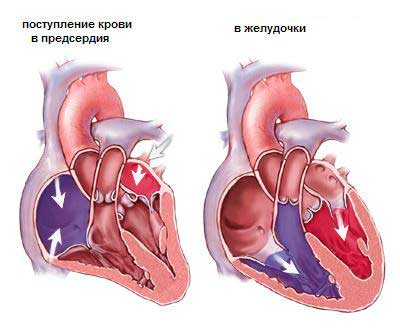 Строение сердца