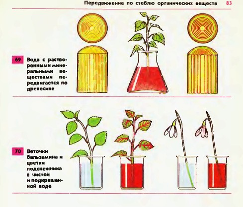 Передвижение по стеблю воды и минеральных веществ