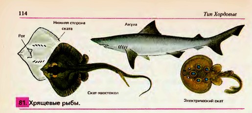 Класс хрящевые рыбы