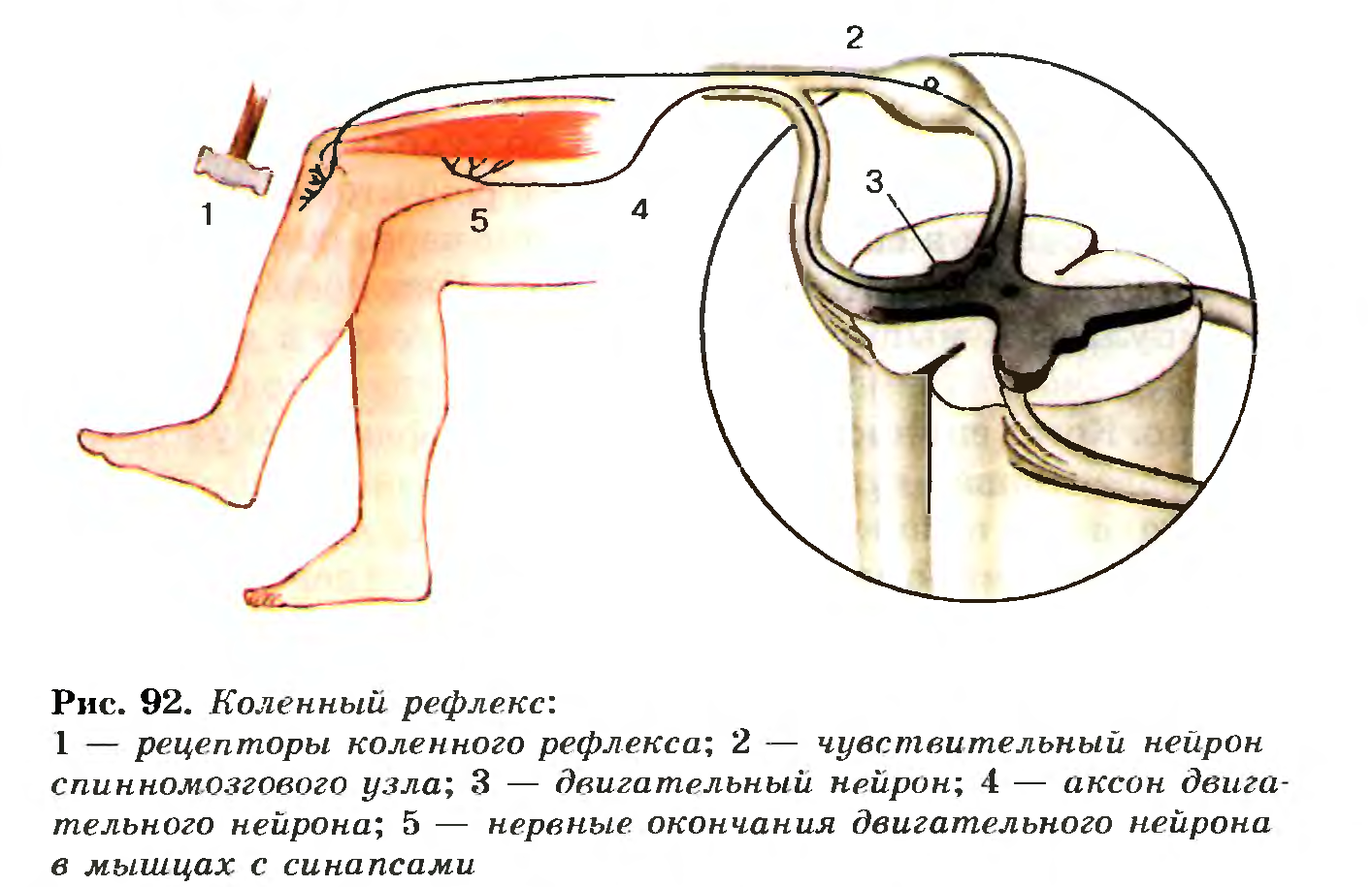 Коленный рефлекс