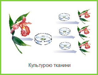 Розмноження живою тканиною