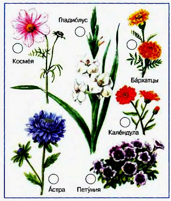 Цветы