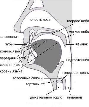 Носовая полость