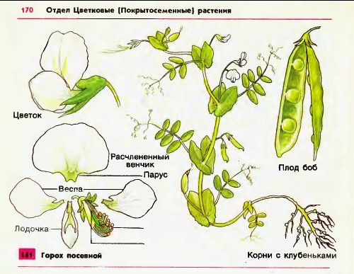 Горох посевной