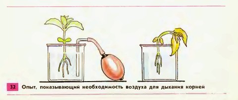 Опыт с корнями
