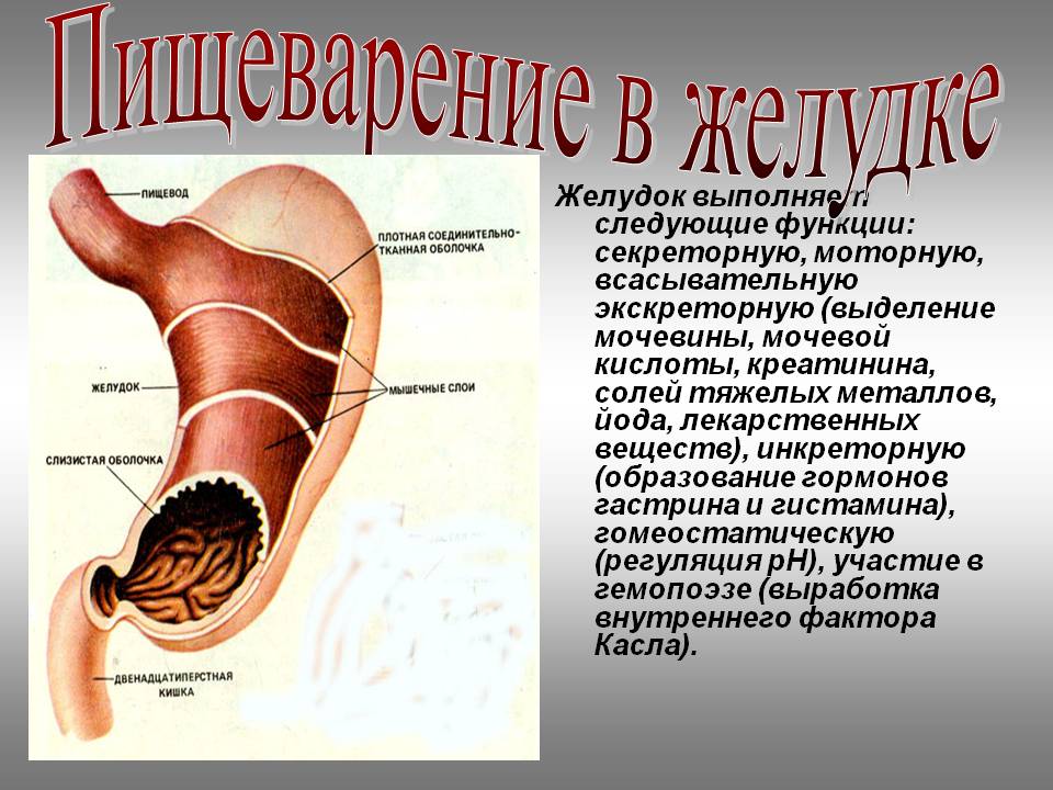 Пищеварение в желудке