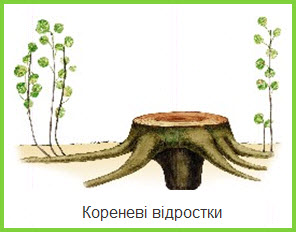Розмноження відростками кореня