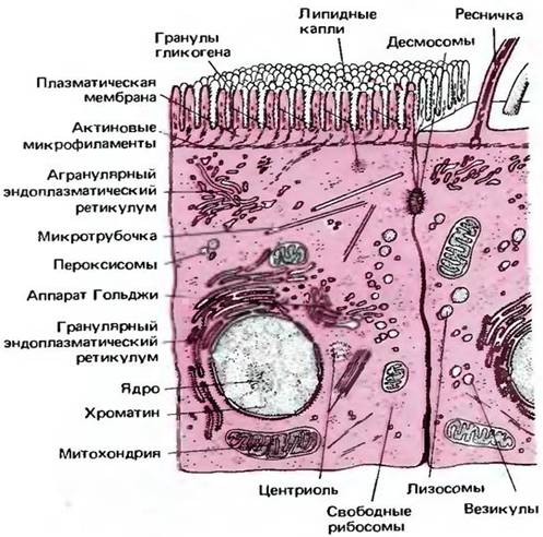 Цитозоль як середовище органел