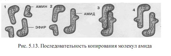 молекулы амида