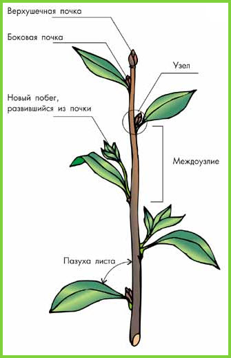 Будова пагона