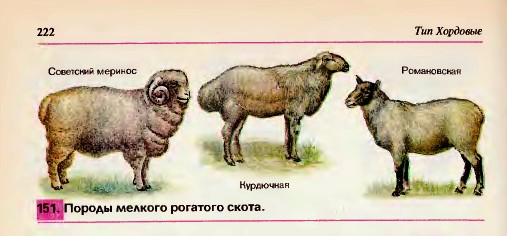 Мелкий рогатый скот