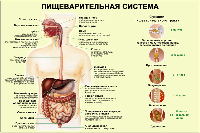 Пищеварительная система