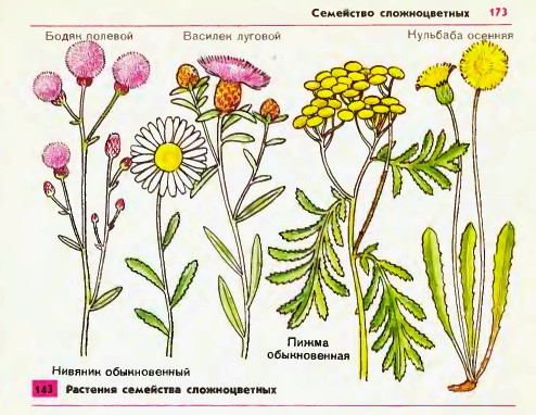 Семейство сложноцветных