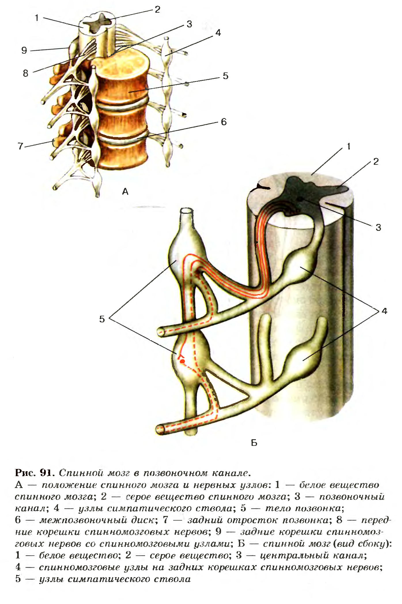 Спинной мозг в позвоночном канале