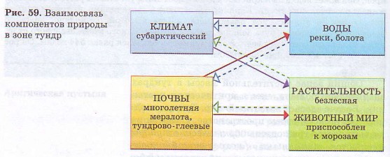 Взаимосвязь компонентов природы в зоне тундр
