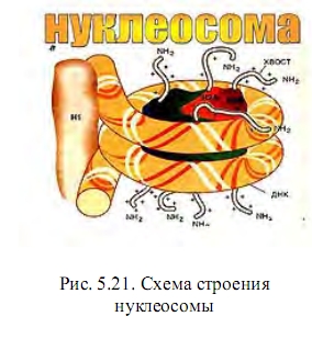 нуклеосомы