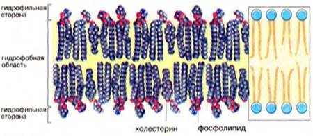Мембранні ліпіди