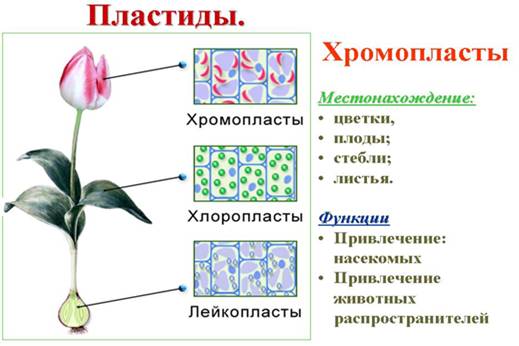 Bio10 19 1.jpg