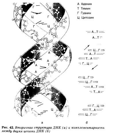 Нуклеиновые кислоты
