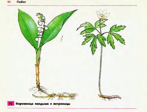 Корневище
