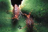 Брандтія паразитична (Brandtia parasitica)