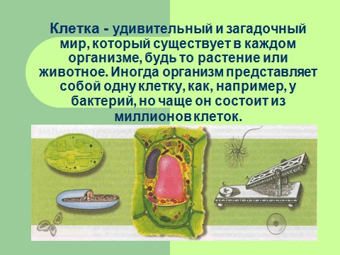 Что такое клетка