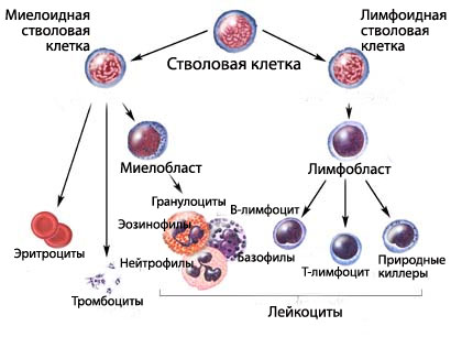 виды клеток