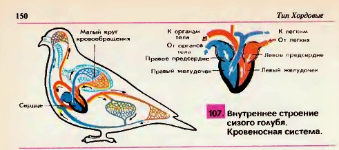 Внутреннее строение голубя