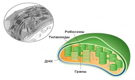 Bio10 19 4.jpg