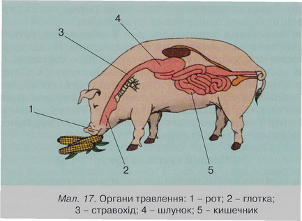 Органи травлення