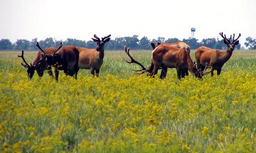 Біологічні ресурси