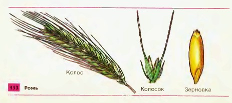 Рожь