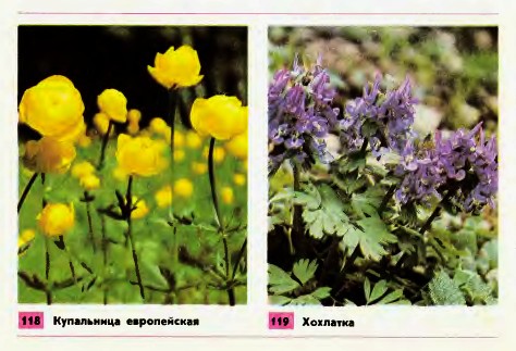 Купальница и хохлатка