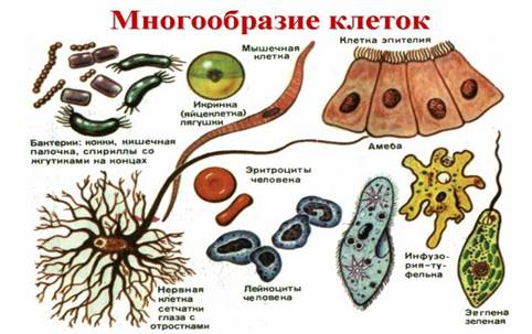 Виды и формы клеток